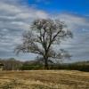 Eye-catching setting in
Warren County, MS.