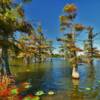 Mississippi's beautiful swamps.
Coahoma County.