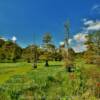 Northern marshes.
Near Coldwater, MS.