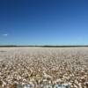 Vast cotton fields 
Grenada County.