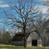 Interesting 1940's 
quonset-style barn.
Laclede County, MO.