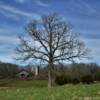 Beautifully framed-in
1940's shed barn and silo
amidst the bald oak tree.
Camden County, MO.