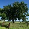 An unpretentious setting
near Holt, Missouri.