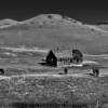 Late 19th Century ranch house amongst the horses