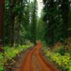 (Northern) East Fork Road-Glacier Park