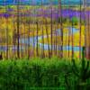 Tributary to the North Fork Flathead River-through a shroud of trees