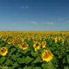 Bursting August sunflowers.
Near Chappell, NE.