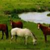 Grazing Stallions-near Greeley, Nebraska