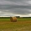 Rolling Hey Field.
Kimball County.