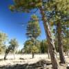 Balsam Pines
Mount Charleston.