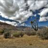 Beautiful desert flora.
Red Rock Canyon.