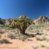 Beautiful joshua cactus.
Red Rock Canyon.