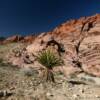 Brave dwarf palmetto.
Red Rock Canyon.