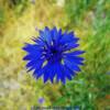 Blue Dandelion along the Deeth-Charleston back road