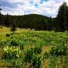 Carson National Forest-near Vallecitos, New Mexico