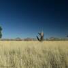 Hidalgo County, NM.
Looking east toward the
Animas Mountains.