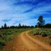 Dirt lane Carson National Forest-near the Colorado border