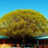 Manzanita Tree-
Small motel in Cuba, New Mexico