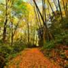 Mid-autumn.
Smoky Mountains.
Near Cherokee, NC.