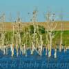 Migrating waterfowl on
Stump Lake~