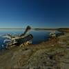 Drift stumps.
Logan County, ND.