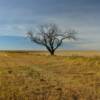 Beautiful bald oak tree.
Near Napolean, ND.