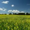 Summer canola in full bloom.
Near Epping, ND.