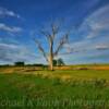 Erie tree in a scenic setting~
Near Great Bend, North Dakota.