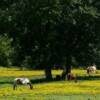 Grazing ranch equestrians near Tahlaquah, OK.