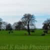 Grazing & resting cattle~
Near Hennessey, Oklahoma.