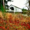 Unity Covered Bridge~
(built in 1936)
Near Lowell, Oregon.