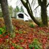 Earnest Covered Bridge~
(opposite angle)