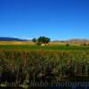 Eastern Oregon Countryside-
near Salisbury, Oregon.