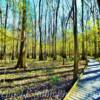 Congaree National Park-
Near Columbia, SC~