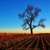 Post harvest November sunset-near Beresford, South Dakota