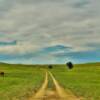 Grazing equestrians.
Meade County, SD.