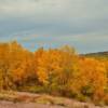 'Golden' autumn foliage.
Near Oacoma, SD.