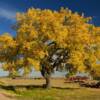 'Golden Oak'.
Near Caputa, SD.