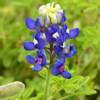 Texas Bluebonnet.
(close up)