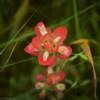 Texas flora.