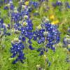 More Texas Bluebonnets.