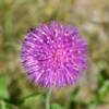 Texas thistle weed.