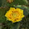 Southern Texas cactus bloom.