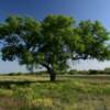 Beautiful Texas Oak.