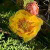 Texas cactus flora.