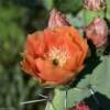 More cactus orange bloom.