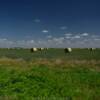 Glasscock County hay-field.