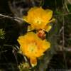 More Texas cactus bloom.
Edwards County.