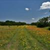 Country grass lane 
cutting through the 
amber flora.