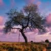 Eerie southern willow tree
in Hidalgo County.